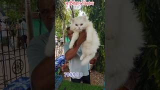 Defferent types of Persian cats😍#shorts #shortsfeed #viral #trending #cat #persiancat #funny #foryou