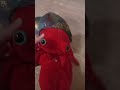 что делают морские и не морские животные пока не кого нет и вот ответ танцуют