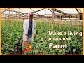 How I Make Ksh 100,000 a Month from Greenhouse Farming