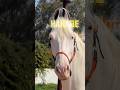DIL YE KAHTA HAI 😍🐴 #horse #horseriding #horses #shorts #youtubeshorts
