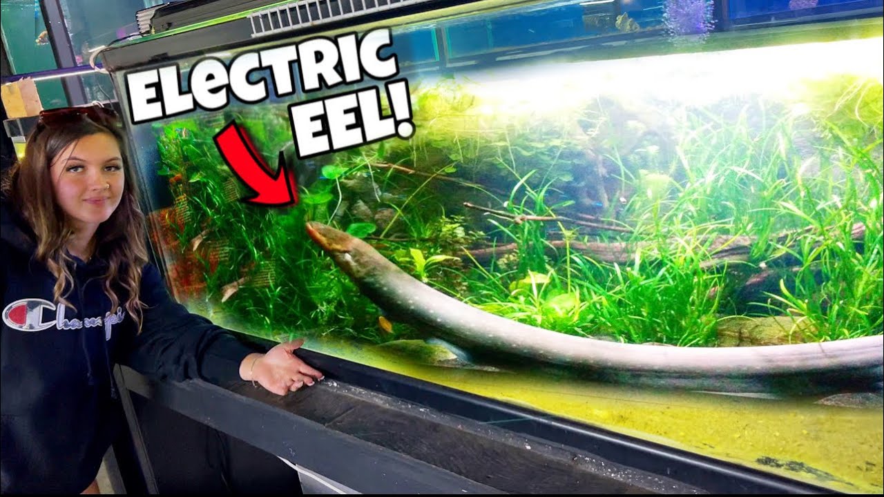 Feeding the World's Most Deadliest Electric Eel! *THIS IS INSANE* YouTube