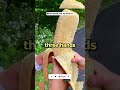 That S A Big Banana Banana Fruit Big That S A Big Banana Banana Fruit Big