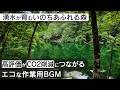 作業用BGM - 津南町 龍ヶ窪 | 湧水が育むいのちあふれる森【睡眠/勉強/集中】