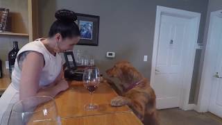 Silver Oak Cellars Wine Tasting