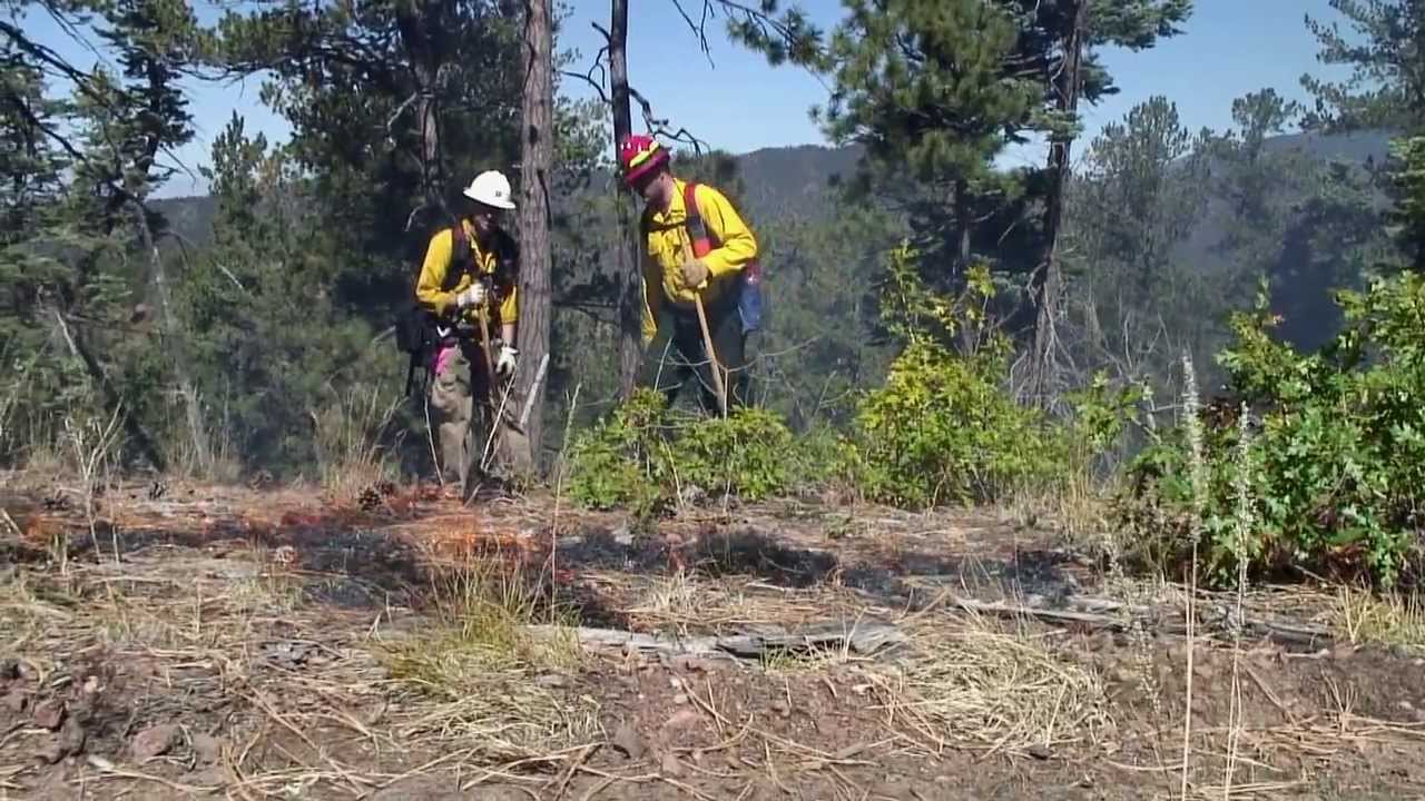 Forest Management and the 2011 Wallow Fire