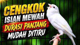 SUARA KENARI ISIAN BLACKTHROAT GACOR DURASI PANJANG BUAT MASTERAN KENARI BAHAN LOMBA