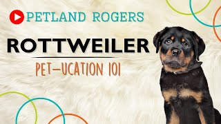 Everything you need to know about Rottweiler puppies! by Petland Rogers 6 views 8 months ago 34 seconds