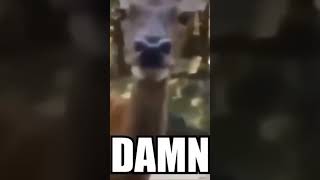 Deer Gotcha 👌😳 😎🤜 🦌☠