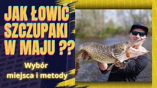 Ten sposób zawsze działa. Majowe szczupaki gdzie ich szukać i jak łowić #wędkarstwospinningowe