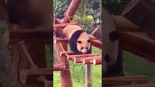 Httpsyoutubecomshortsdp4zf1crmsqsip kormxtwabn71gjhaveitoldyoulatelythatiloveyou