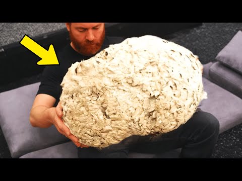 Man Thinks He Found Hornets Nest In Attic. Expert Turns Pale When He  Realizes What They Truly Are! - YouTube