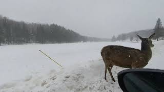 VR180 3D 4K | Animals in Virtual Reality Experience | Nature Space Exploration