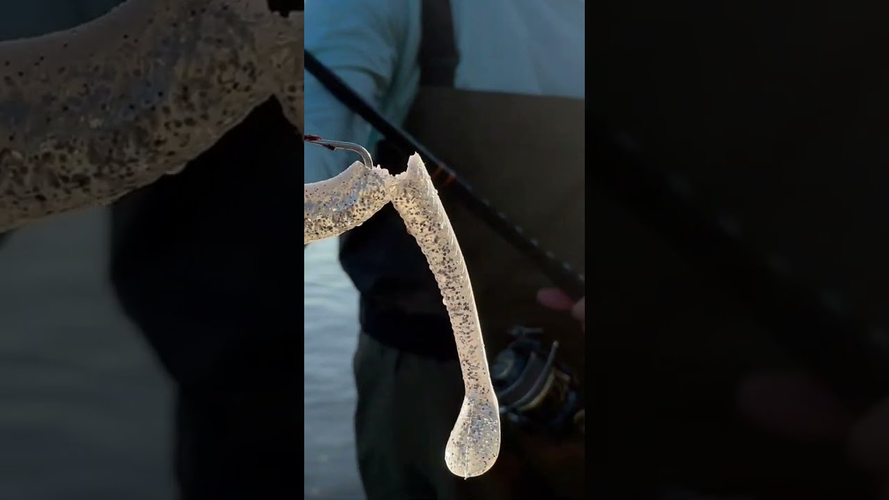 How do bluefish always manage to bite just below the hook? 