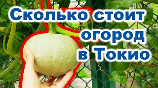 Удивительная Япония: Огород в Токио! Как Токийцы выращивают овощи и сколько это стоит? Удивительная Япония: Огород в Токио! Как Токийцы выращивают овощи и сколько это стоит?