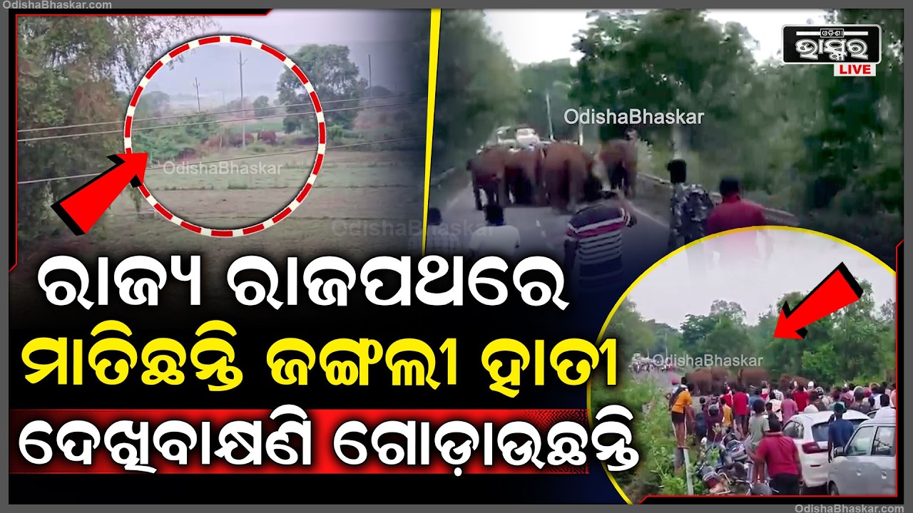ରାସ୍ତାରେ ଯାଉଥିଲେ ସାବଧାନ, ଏବେ ରାସ୍ତା ଜଗୁଛି ୧୪ଟିକିଆ ଜଙ୍ଗଲୀ ହାତୀପଲ...ଆତଙ୍କିତ ହେଲେ ପଥଚାରୀ