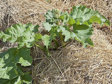 Vidéo: Paillis de verre dégringolé - Comment utiliser le verre recyclé dans les jardins