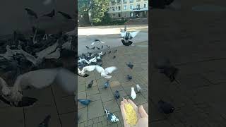 How To Tame Wild Pigeons Pigeons Easily