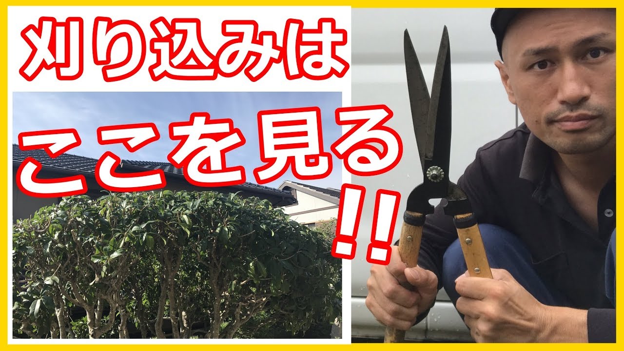 庭木剪定11月頭 キンモクセイは花後剪定が基本 見栄えを良くする刈り込み方法 仕上げのあの作業が超大事 稲屋の田舎チャンネル Youtube 庭木剪定11月頭 キンモクセイは花後剪定が基本 見栄えを良くする刈り込み方法 仕上げのあの作業が超大事 稲屋の田舎チャンネル Youtube
