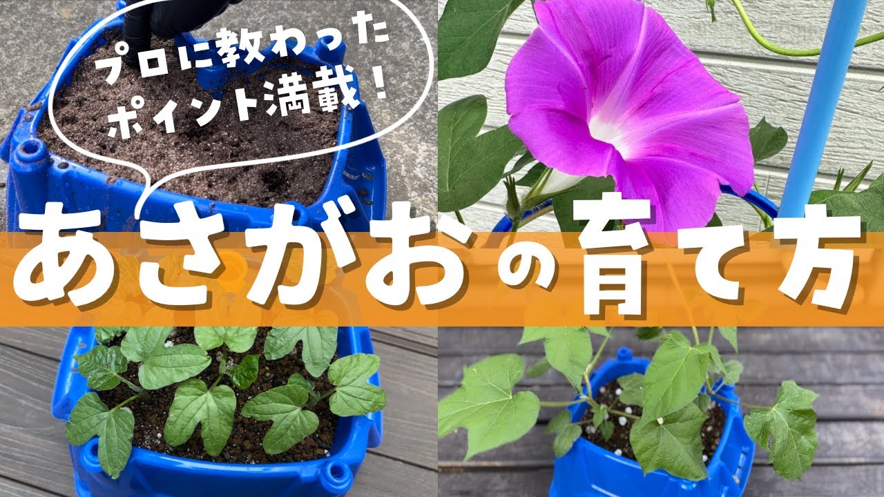 【アサガオの育て方】種まきから開花まで！朝顔の育て方の大事なポイントを公開します！