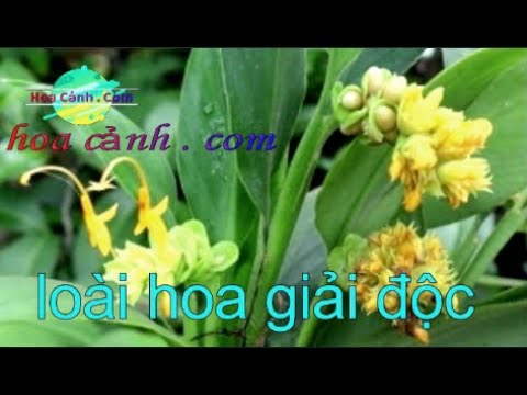 Video Loài thực vật có thể giải độc rượu @Hoa Cảnh . Com - youtube