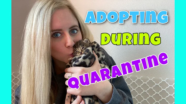 Should I Adopt a Pet During Quarantine?