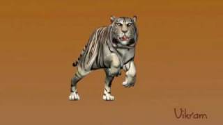 Tiger and Ninja Run Cycles