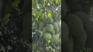 Invito A Mangos Tiernos