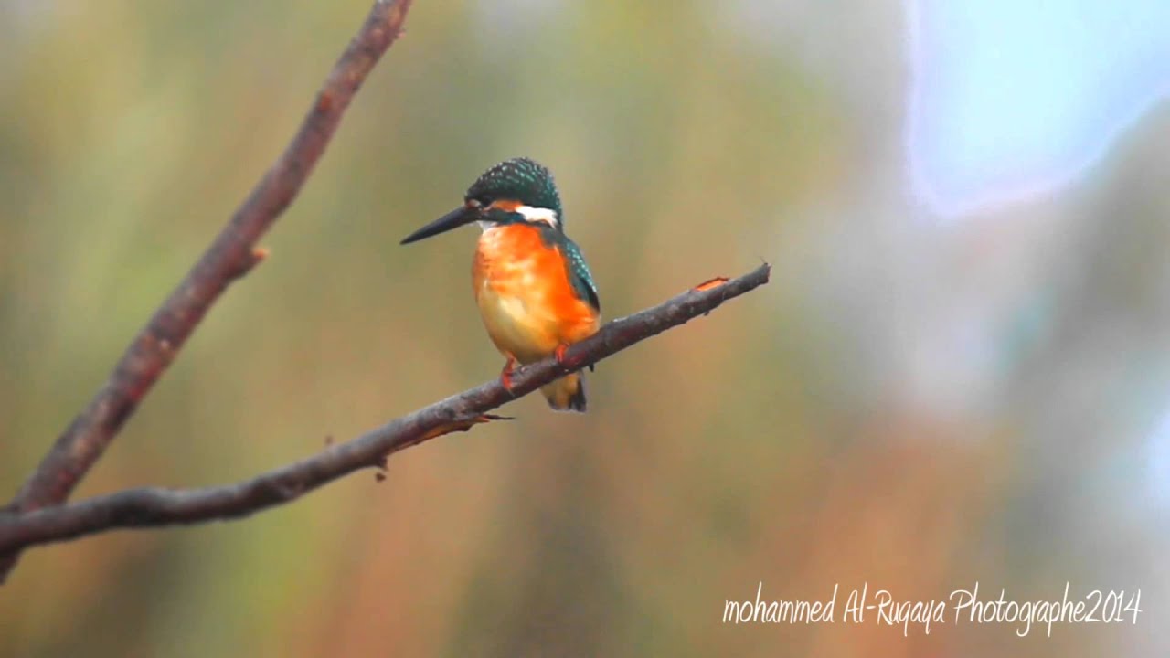 الرفراف الشائع (king fisher)