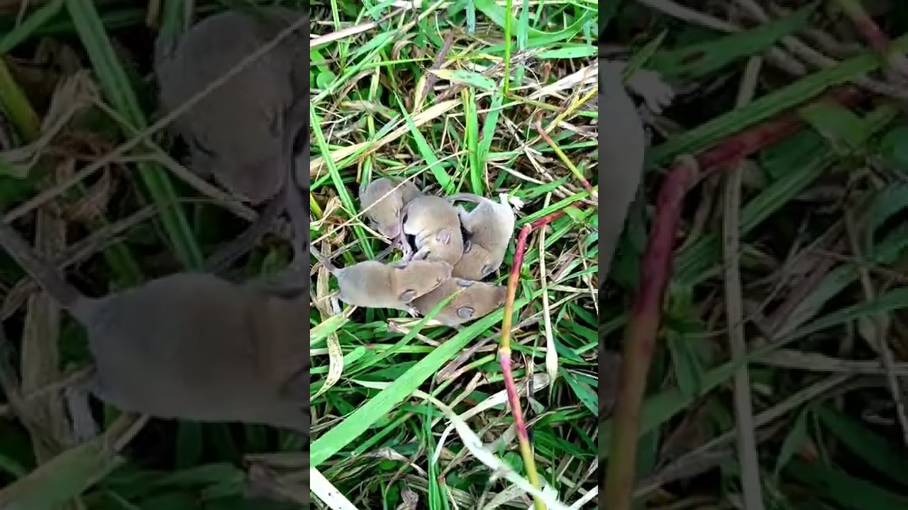Five Baby Rat Sleeping