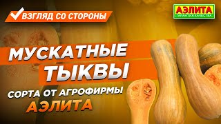 Мускатные Тыквы - Сорта от Агрофирмы Аэлита