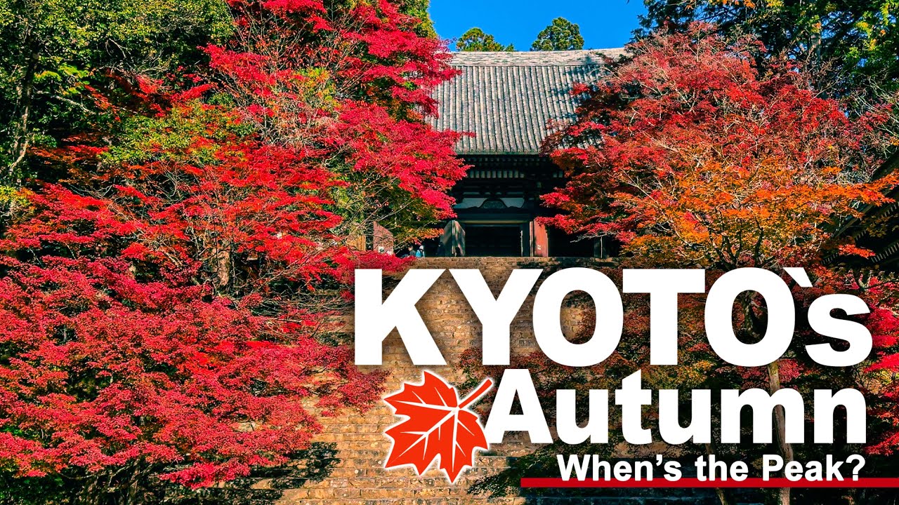 When is Kyoto’s Autumn at its Best? Exploring Jingo-ji, Saimyo-ji & Kozan-ji