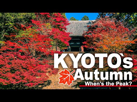 When is Kyoto’s Autumn at its Best? Exploring Jingo-ji, Saimyo-ji & Kozan-ji