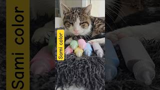 color sami #cat #fun #puppy #colors #color #colorful#sweet #shortsvideos #memes #cat