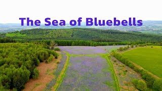 UK's Largest Patch of Wild Flowers?! | Sea of Bluebells | High Vinnals - Mortimer Forest | Ludlow Resimi