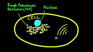 1.4 Vesicles Move Materials Within Cells