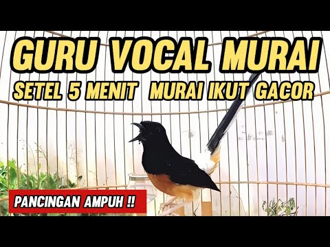 Rahasia Guru Vocal Murai Batu Casper ngerol tembak dengan Speed Rapat. ( Mongolian Lark )