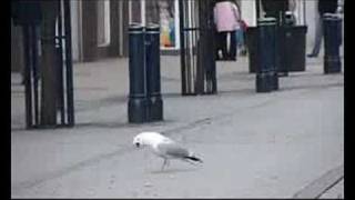 Seagull attacks
