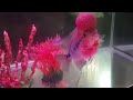 Middle of video