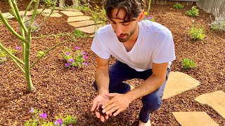Como diseñar tu  jardín (camino de piedras)