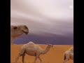 ياشبه وضحا شعتها ندهة الراعي خط رن تمزع من الدجره جنايبها صدتك عن من يودك مالها داعي وش ذنب عين