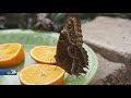 Road Trippin' -  The Butterfly House