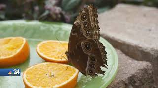 Road Trippin' -  The Butterfly House