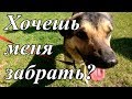 Ищу хозяина! Меня зовут БЛЮЗ!