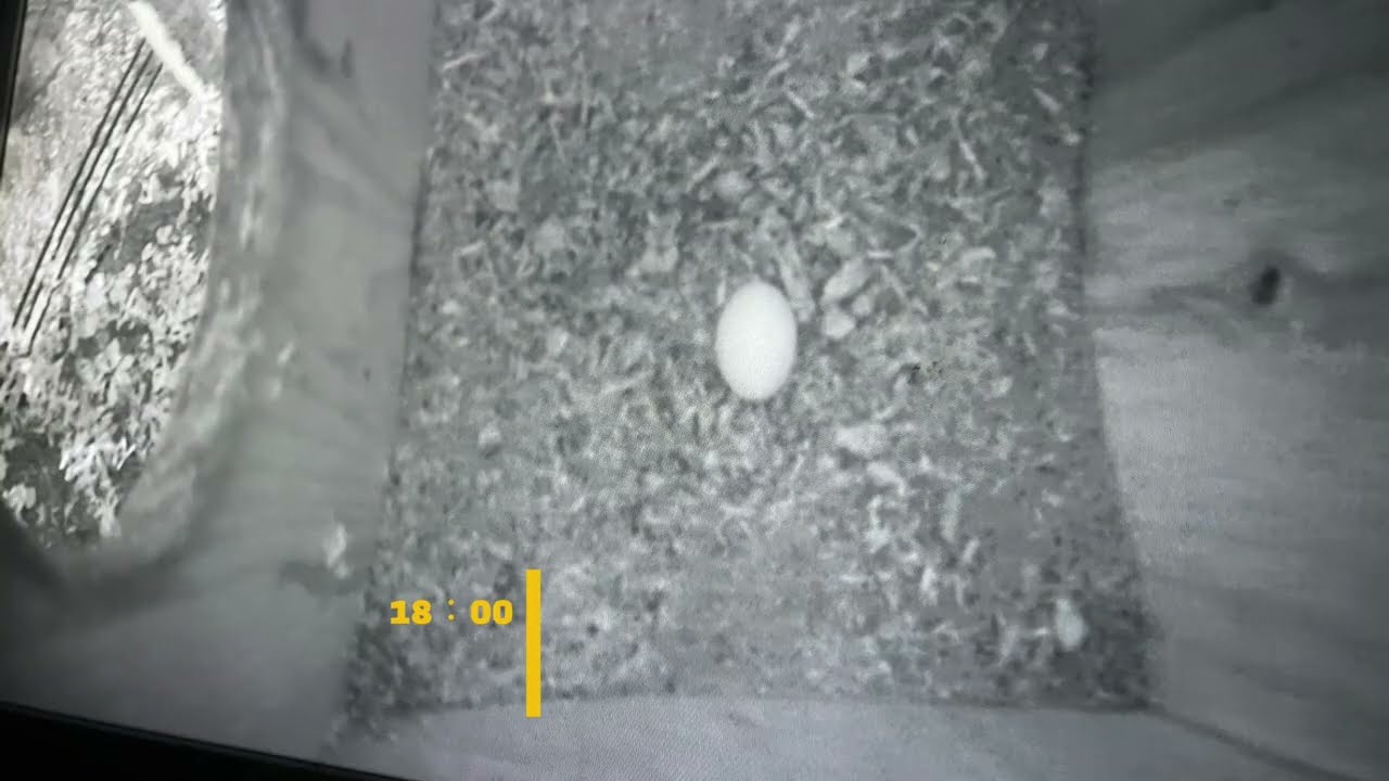 0712 コノハズク