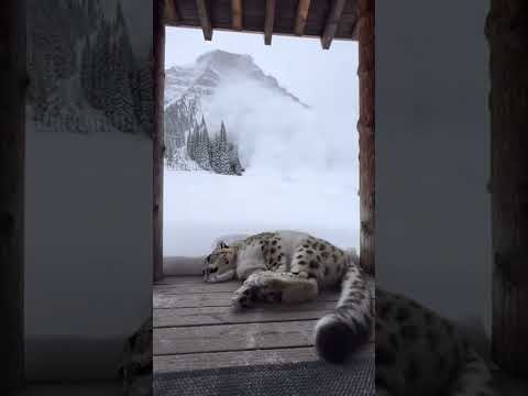 Snow Leopard Mother Shields Cub from Massive Avalanche!