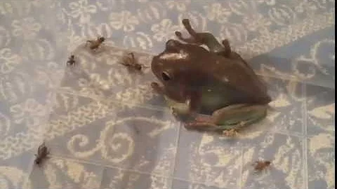 Кормление австралийских голубых квакш (Litoria Caerulea)