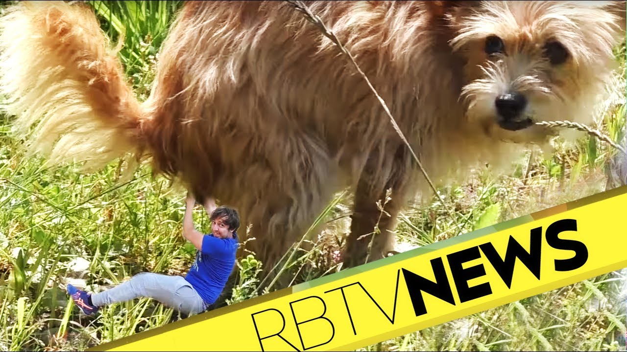 Hunde die dein Essen klauen, Spiele mit Schmerz, GameTwoSommerpause