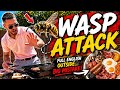 WASP ATTACK Ruined My Full English 🐝