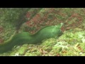 Large Moray Eel Dines on Fresh Octopus