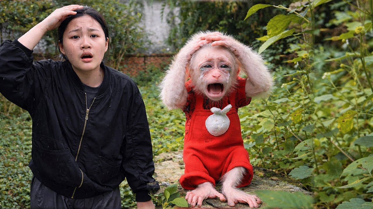 Lala the Monkey Gave Her Mom a Heart Attack!